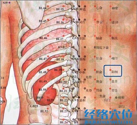 阳纲穴