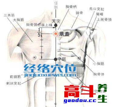 华盖穴_任脉_高斗养生网_经络穴位_针灸_艾灸_刮痧_推拿按摩