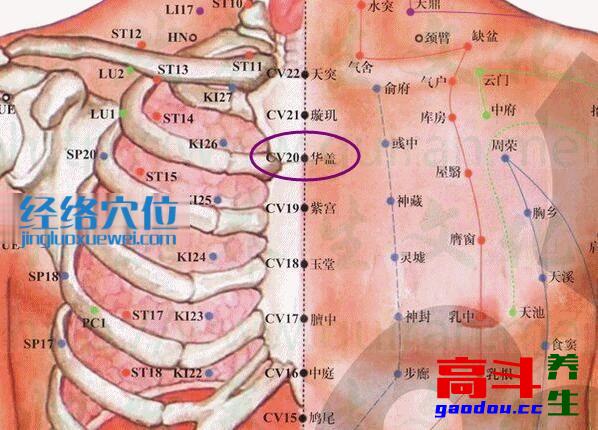 华盖穴_任脉_高斗养生网_经络穴位_针灸_艾灸_刮痧_推拿按摩