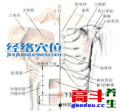 下脘穴_任脉_高斗养生网_经络穴位_针灸_艾灸_刮痧_推拿按摩