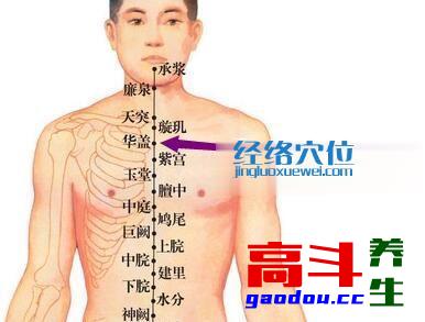 华盖穴_任脉_高斗养生网_经络穴位_针灸_艾灸_刮痧_推拿按摩