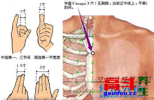 华盖穴_任脉_高斗养生网_经络穴位_针灸_艾灸_刮痧_推拿按摩