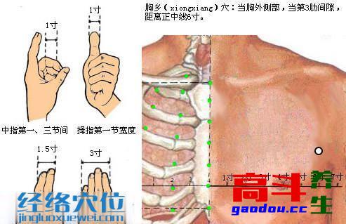 胸乡穴_足太阴脾经_高斗养生网_经络穴位_针灸_艾灸_刮痧_推拿按摩