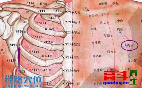 胸乡穴_足太阴脾经_高斗养生网_经络穴位_针灸_艾灸_刮痧_推拿按摩